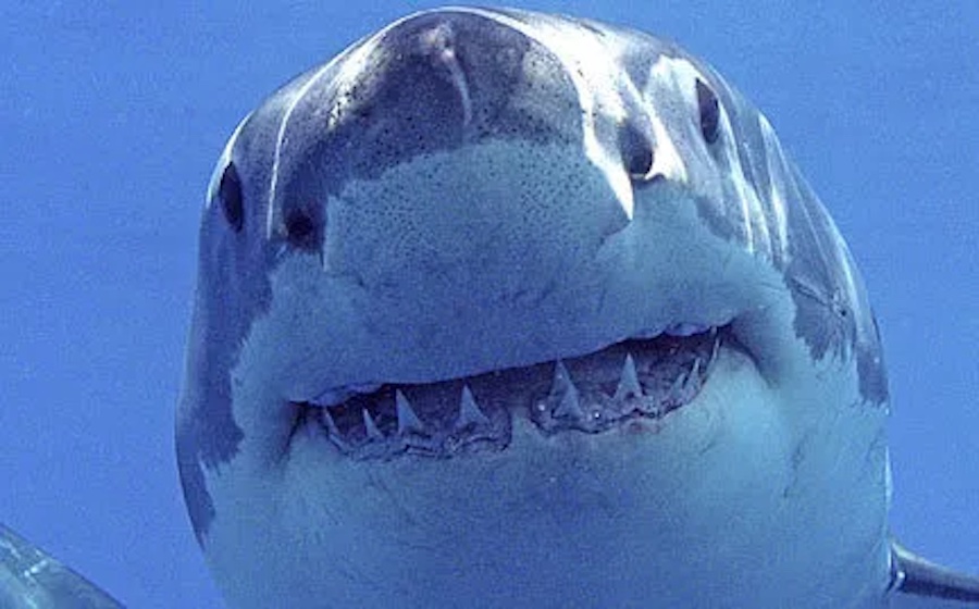 Two Ocearch-Tagged Great Whites Still Hanging Off Louisiana Coast