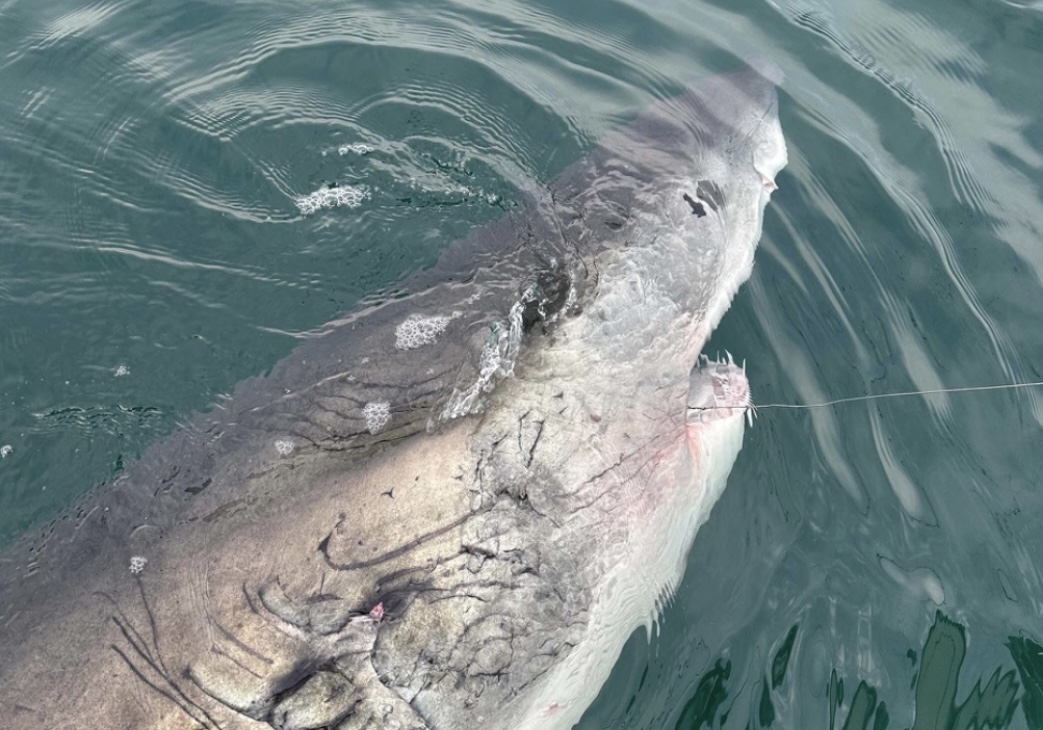 No, LeeBeth the Great White Shark Is Not Back In Texas