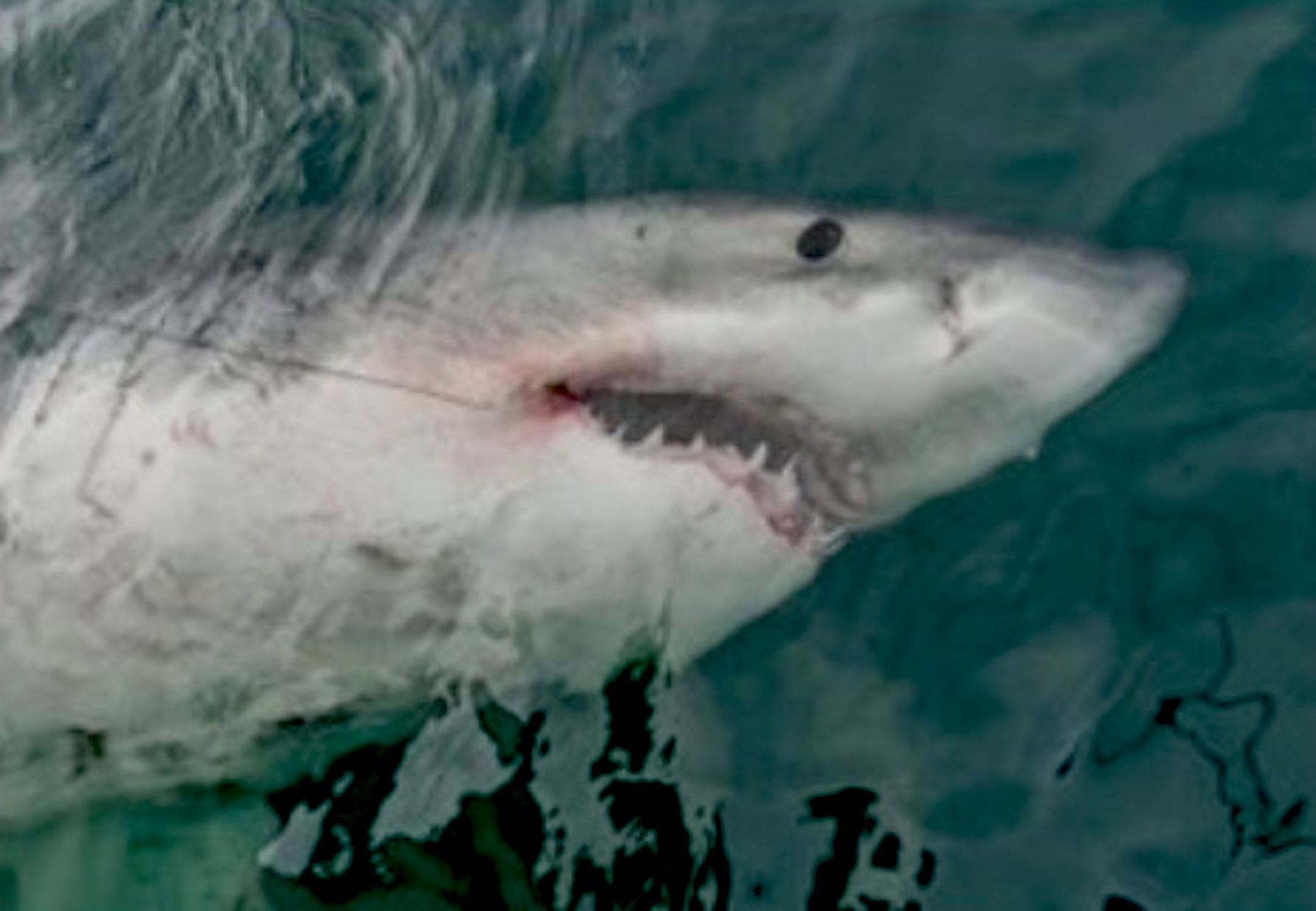 Atlantic White Shark Conservancy Updates White Shark Catalog Ahead of 2024 Research Season