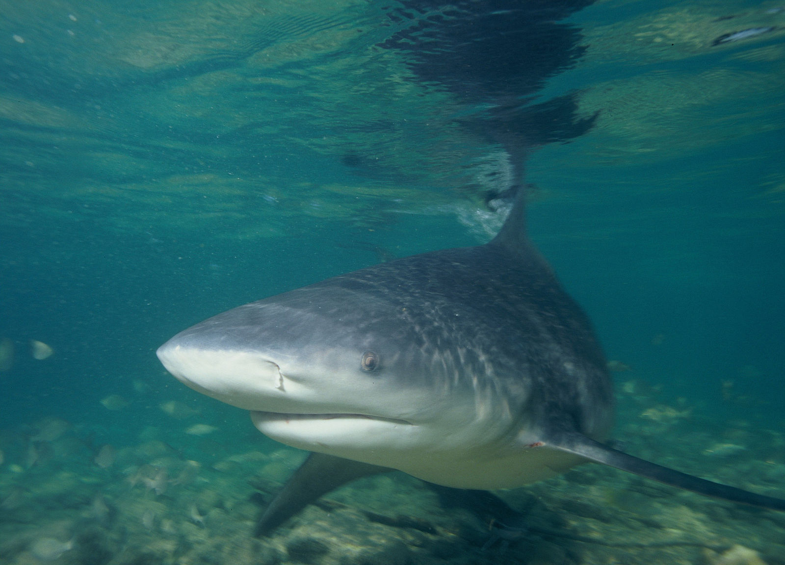 Sharks Attack At South Padre Island-Multiple Victims!