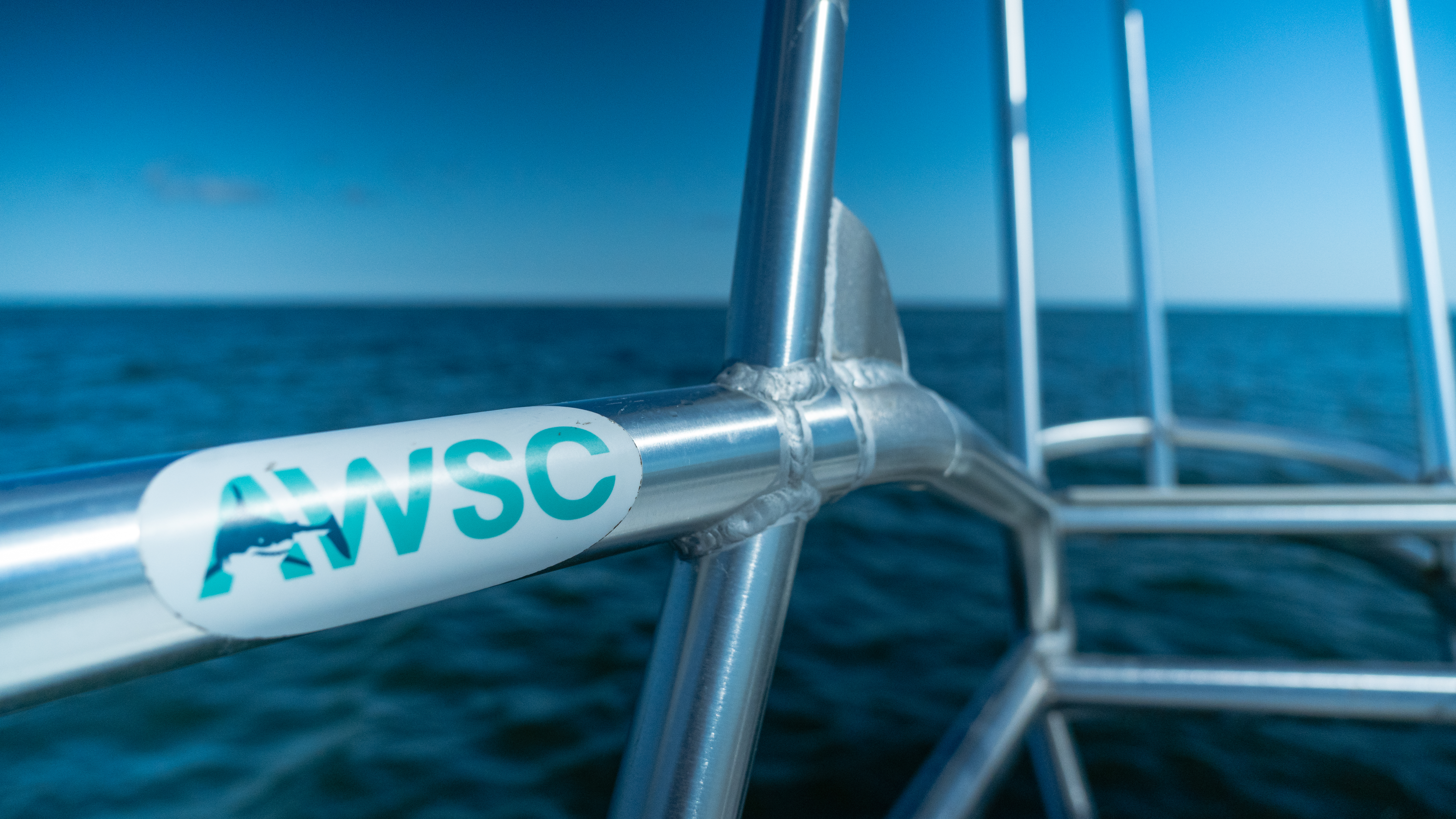 Experiencing Sharktivity