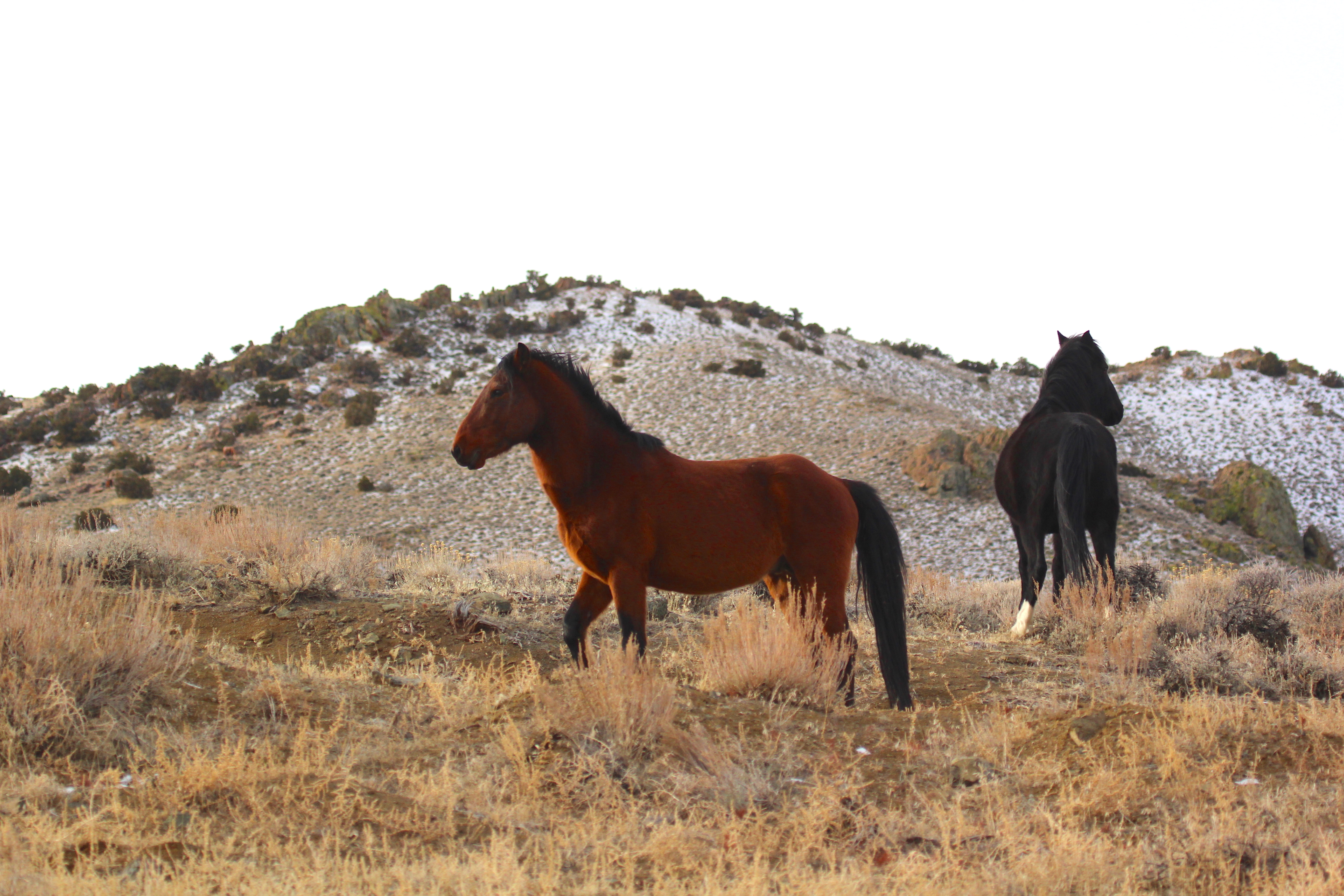 Horses Kill More People Than Sharks!