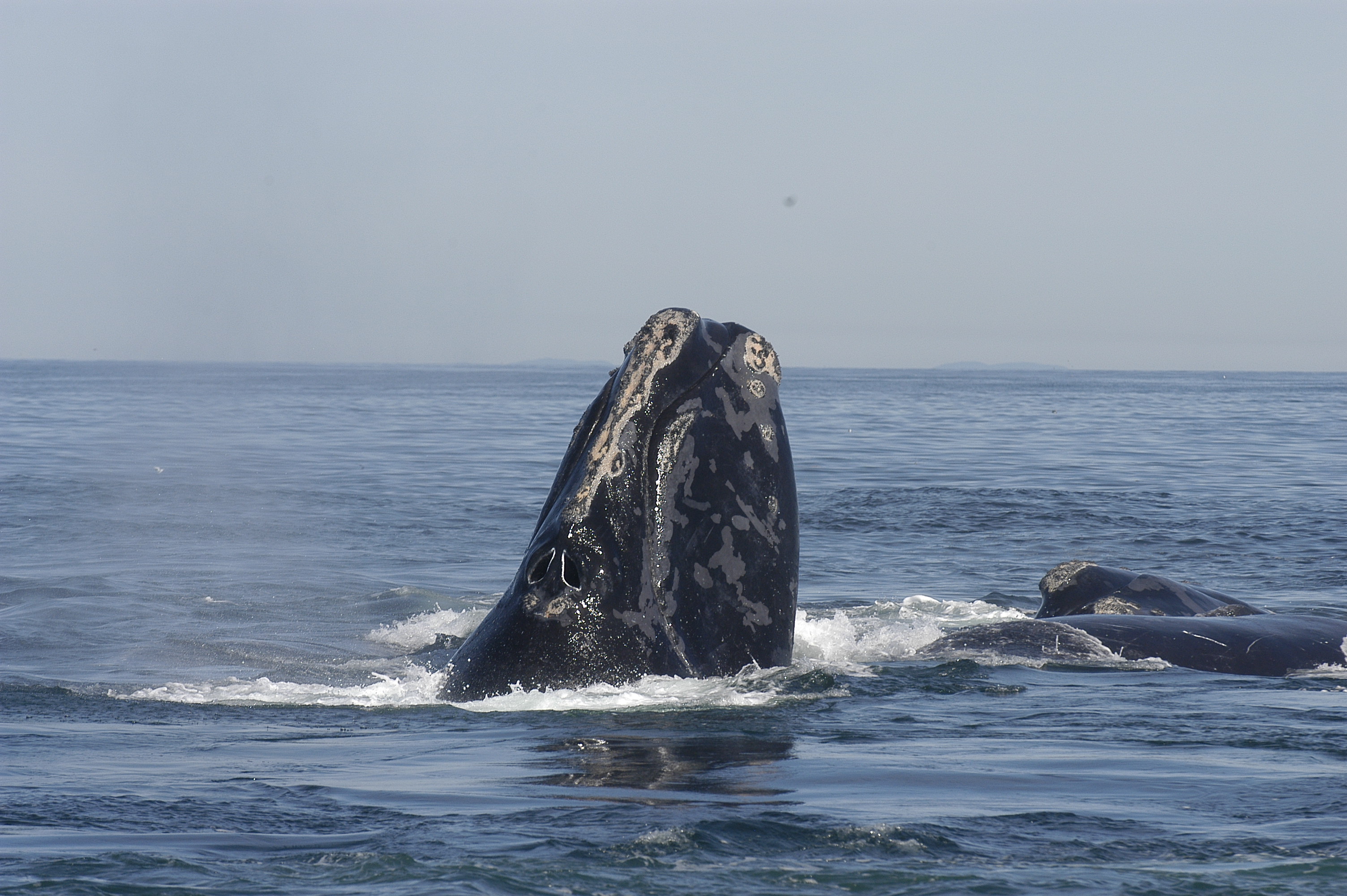 North Atlantic Right Whales Spotted In Gulf of Mexico