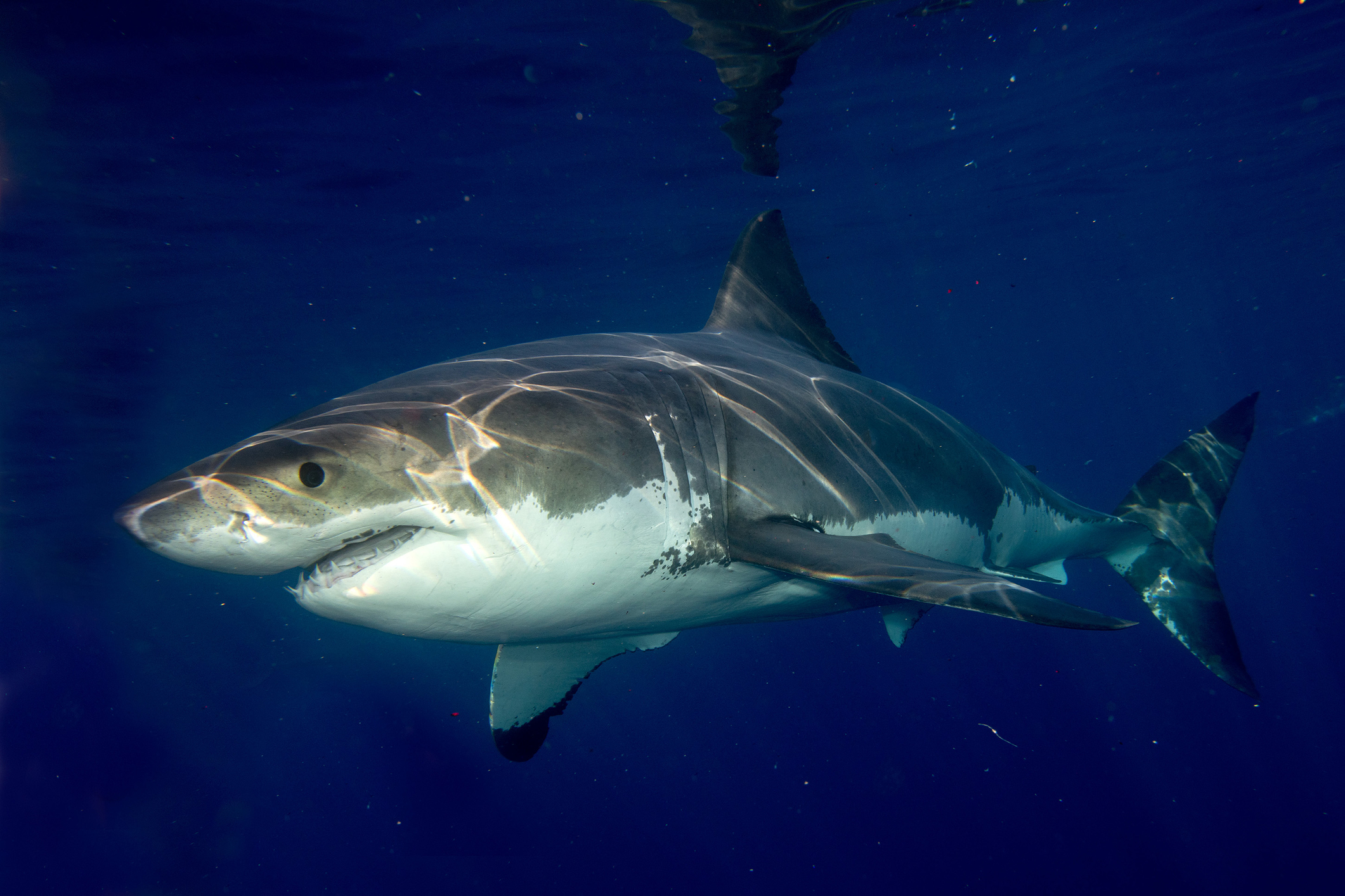 Great White Sharks Are Returning to the Gulf Right Now — And Their Hidden History Is Finally Coming to Light