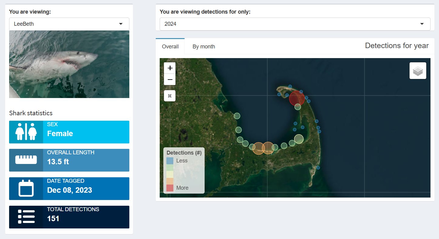 LeeBeth the Great White Shark Resurfaces on Cape Cod!