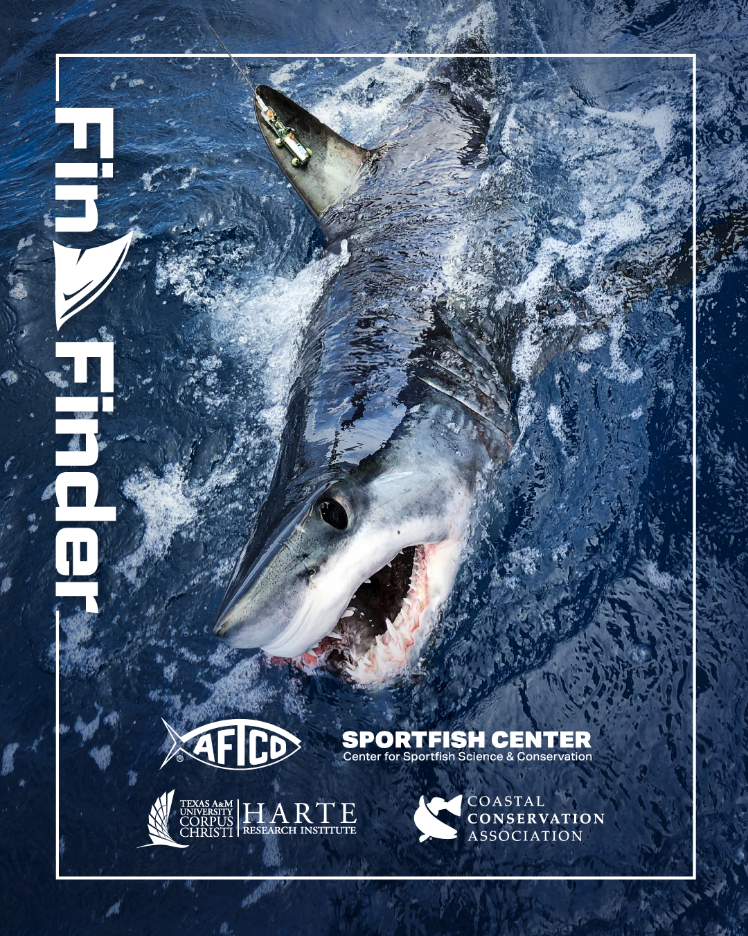 Want To Track Gulf Sharks? Check Out Fin Finder