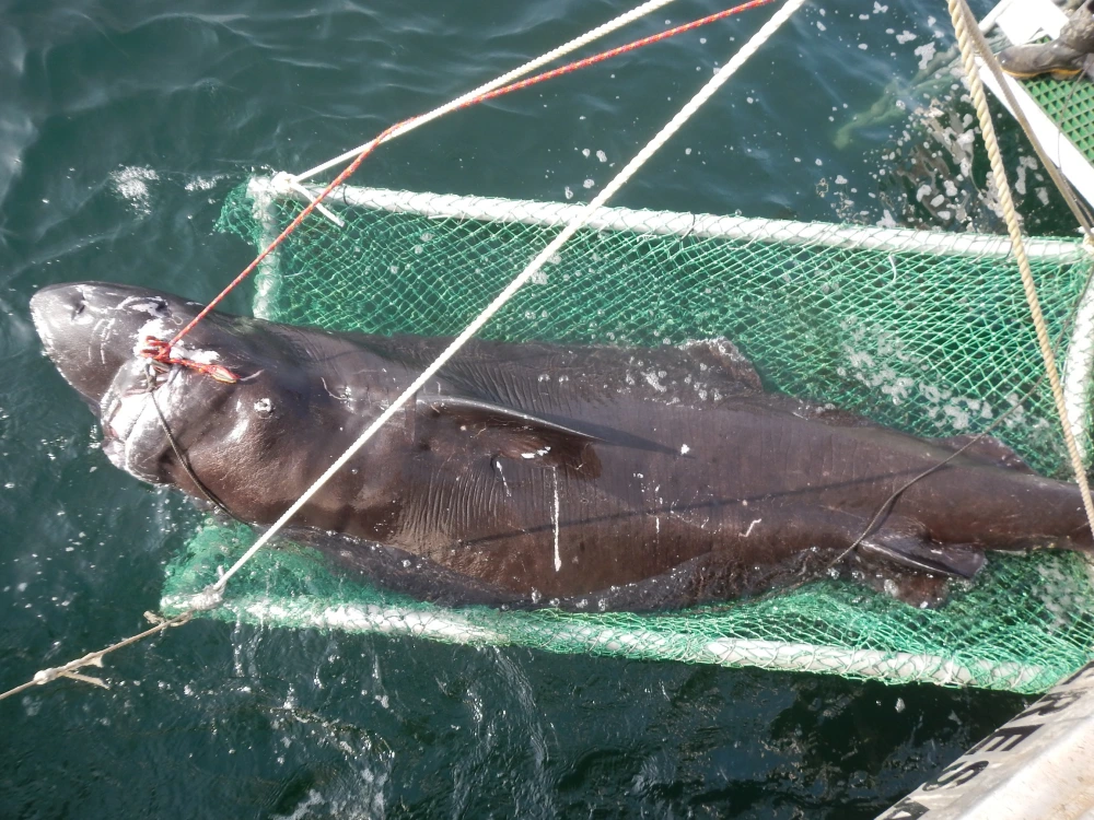 Why a Greenland Shark Was Found in the Gulf of Mexico During a Deepwater Survey