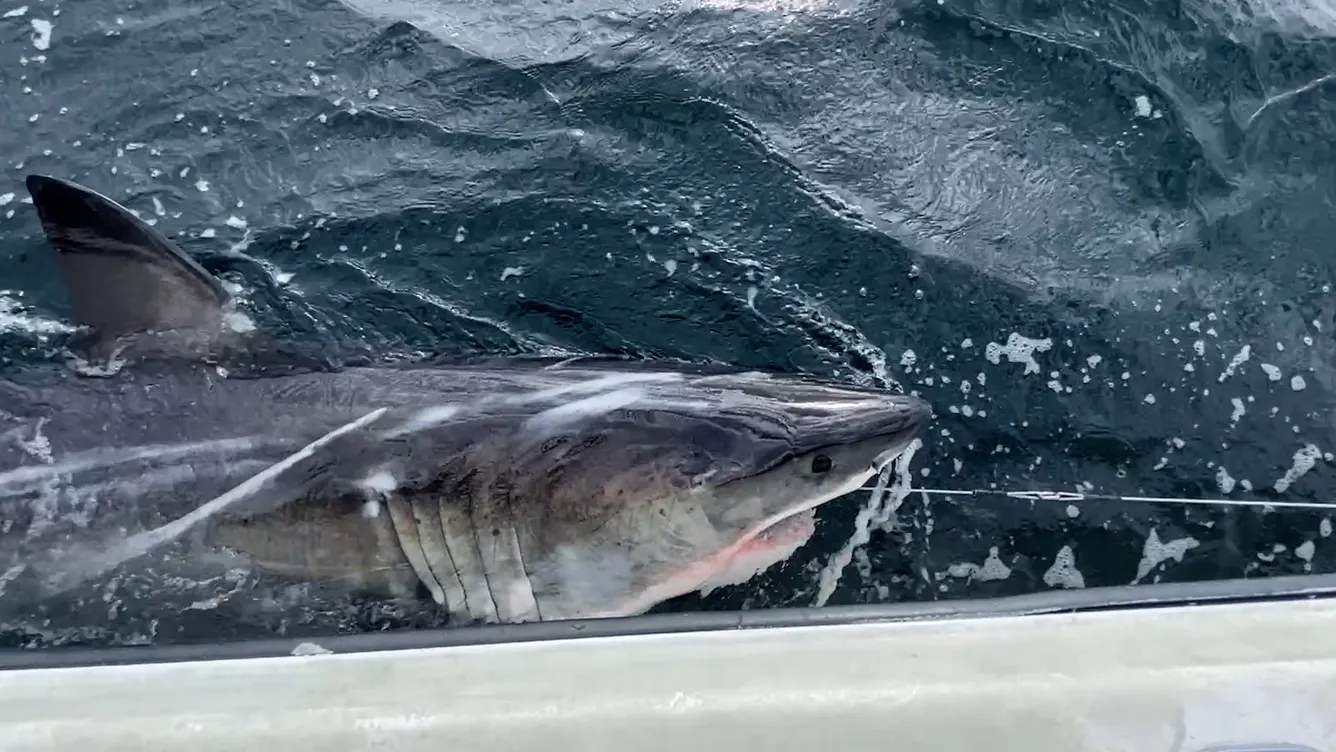 Great White Shark Near New Orleans? Yes — and Here’s Why