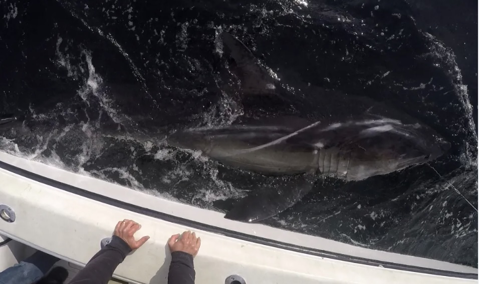 Great White Traveled 1,700 Miles — Now We’re Planning A Great White Christmas