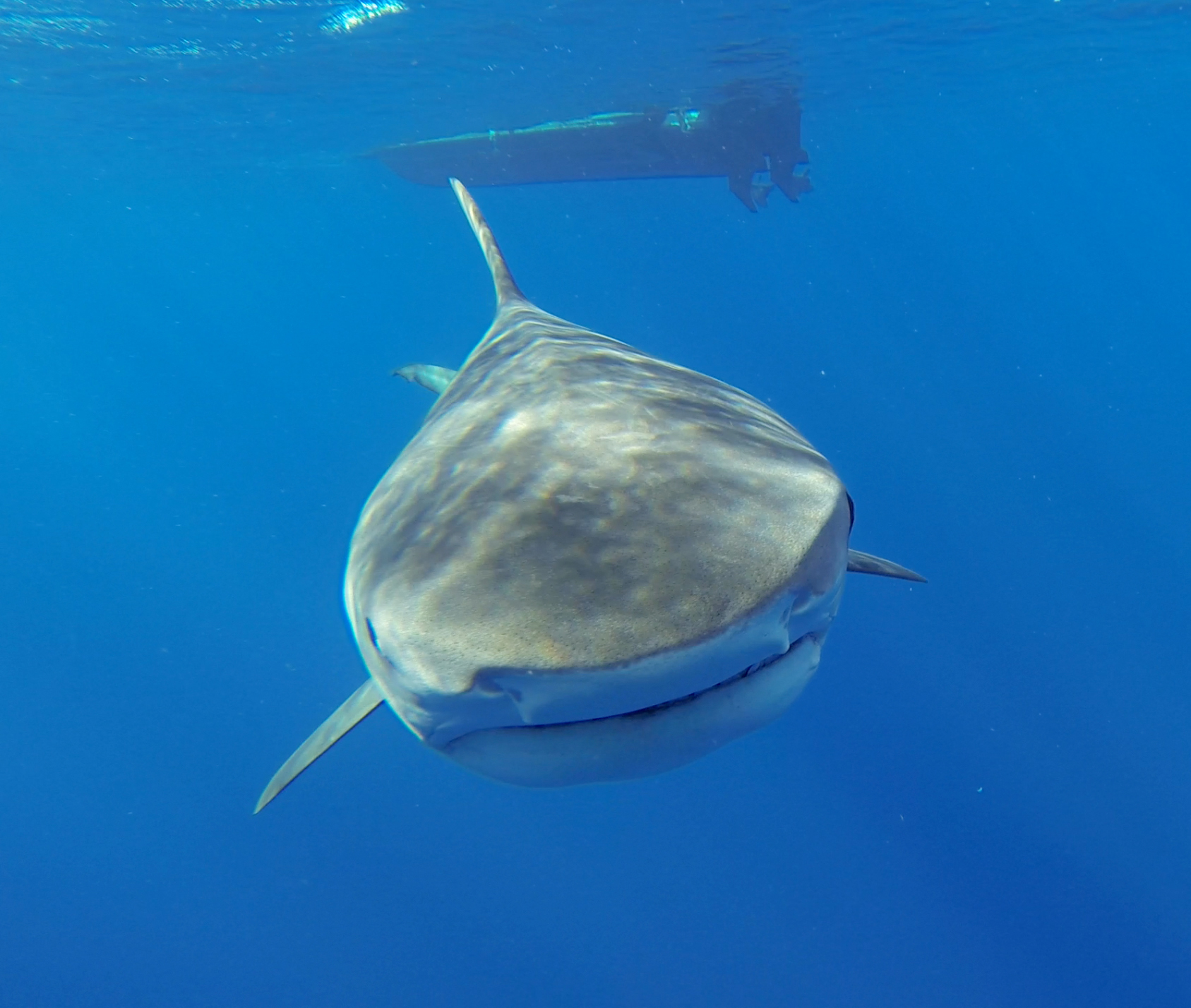 Largest Sharks in the Gulf of Mexico: Big Predatory Species Guide
