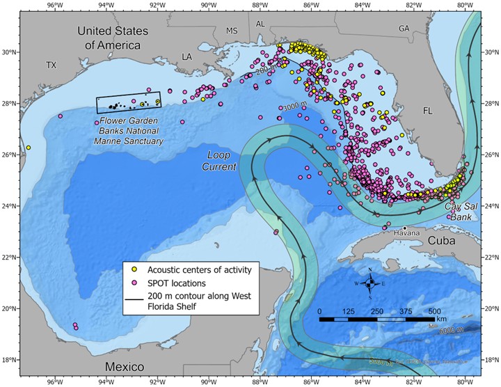 Are There Great White Sharks Near Destin, Panama City, and Pensacola?