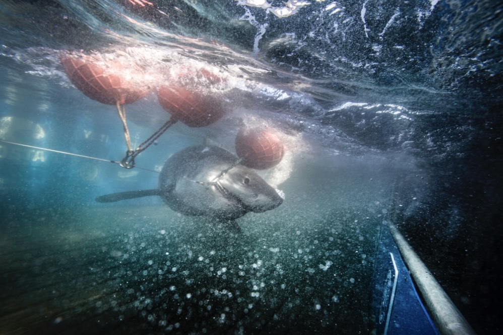 Great White Sharks Are More Common in the Gulf of Mexico Than We Thought