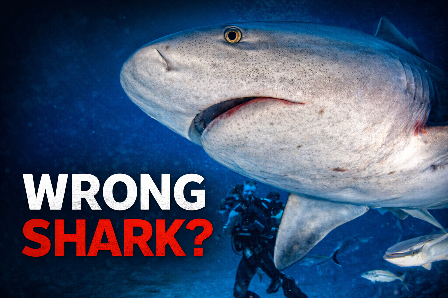 We Might Be Wrong About Bull Shark Attacks