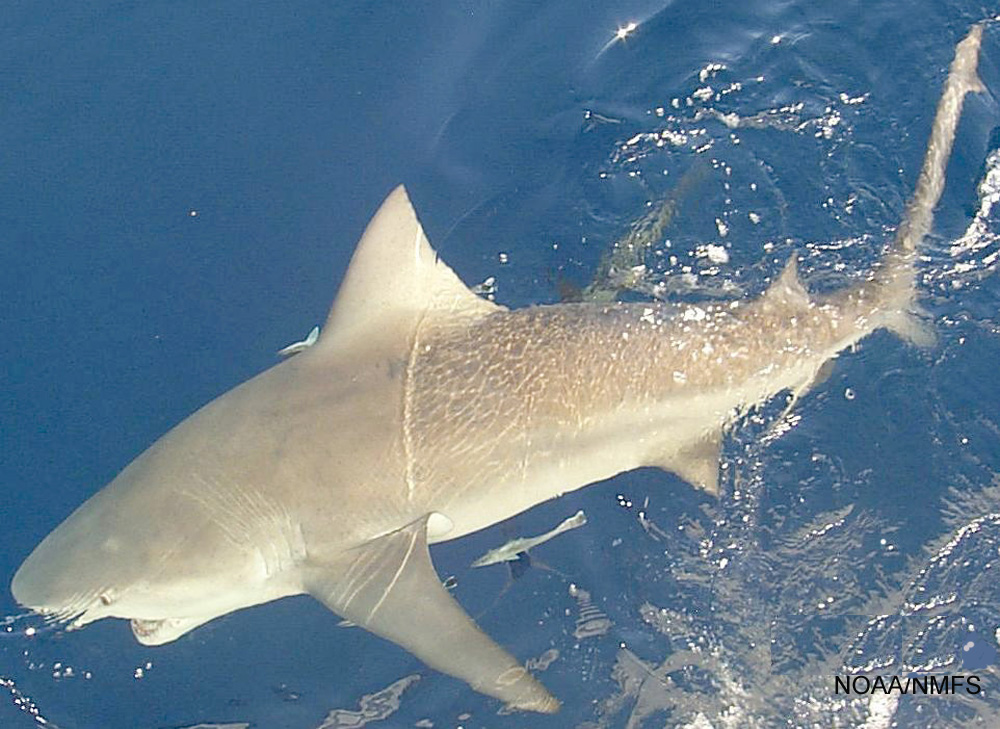Most Dangerous Sharks in the Gulf of Mexico: What You Should Know