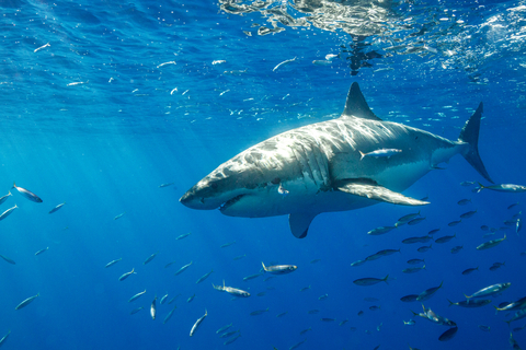 Major Update: Gulf Great White Shark Sightings Database