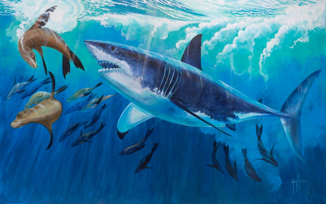 Guy Harvey Foundation Highlights Great White Sharks in the Gulf of Mexico