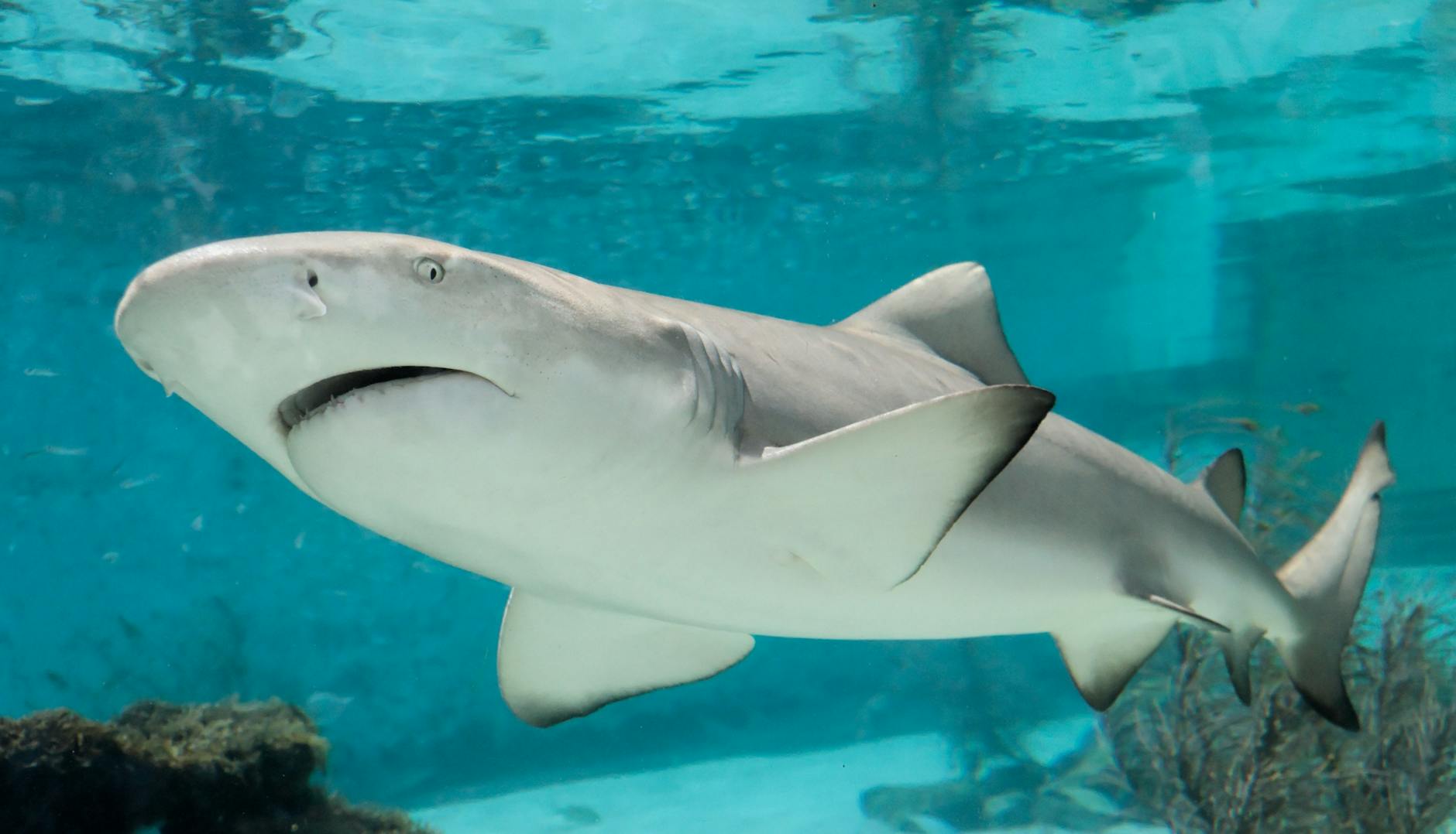 What Sharks Live in the Gulf of Mexico? A Real Look at the Species Out There