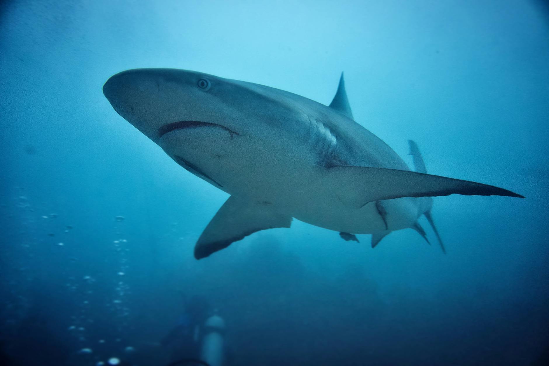 Are Sharks Dangerous in the Gulf of Mexico? What the Data Actually Shows