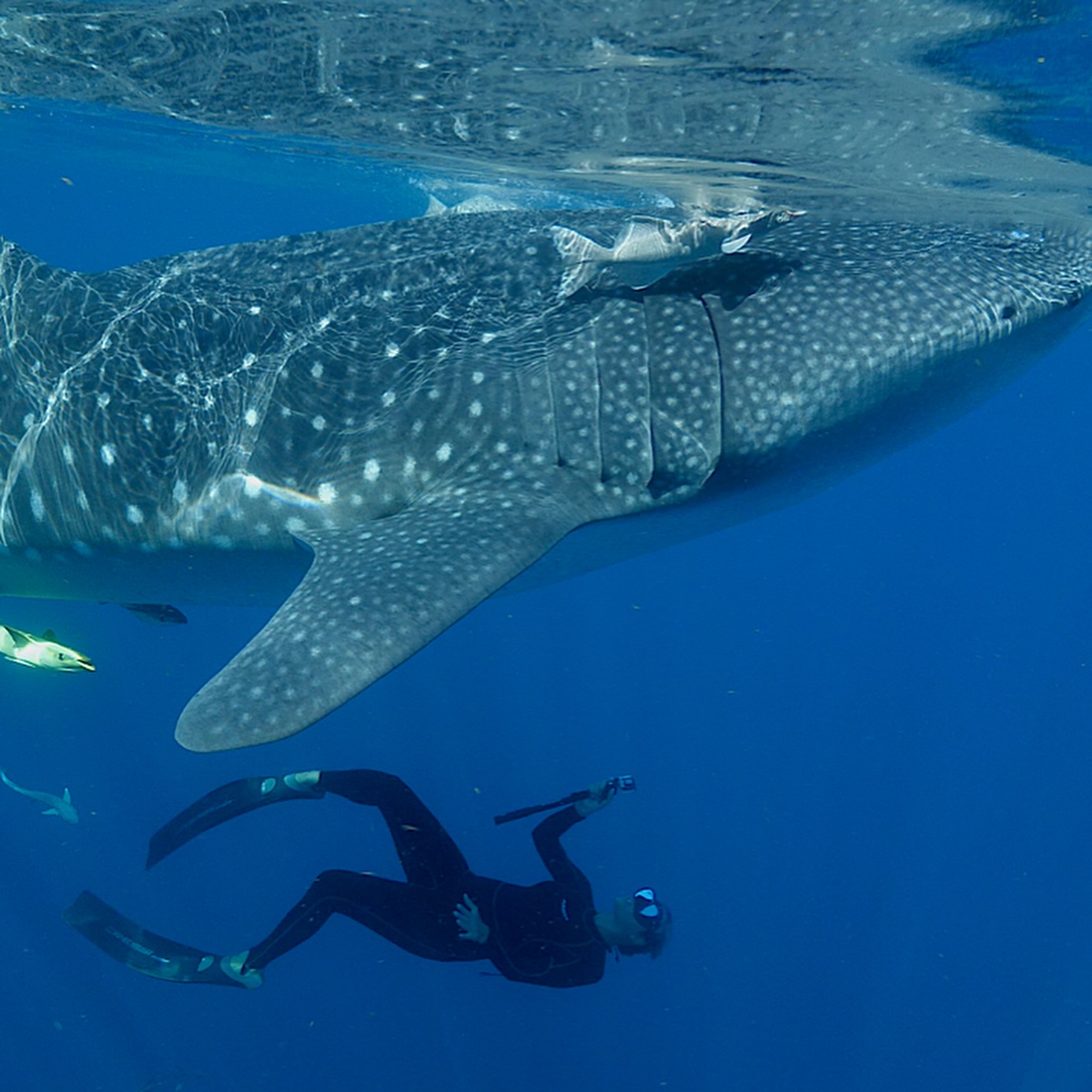 Inspiring the Next Generation: Jessica Harvey and the Education Mission of the Guy Harvey Foundation