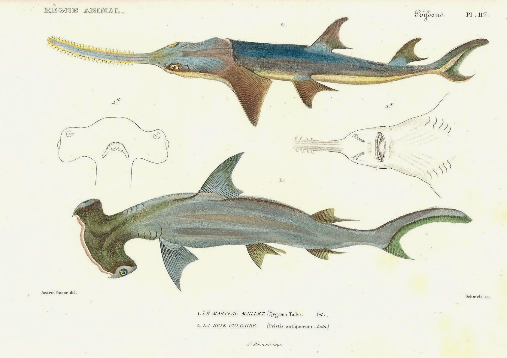 A Search For Rare Books That Built Shark Science