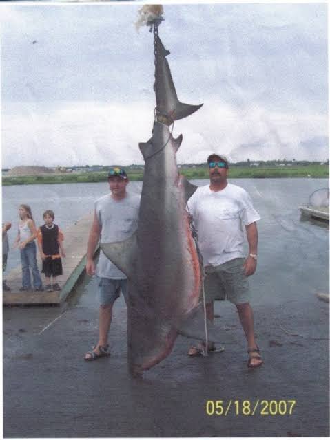 Biggest Bull Sharks Ever Caught in the Gulf of Mexico