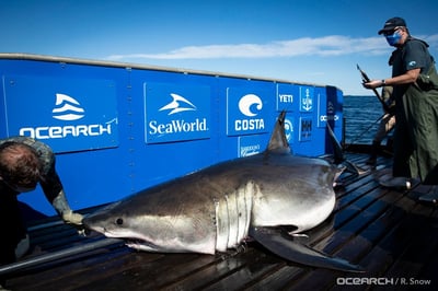 Great White Shark Breton Takes Unexpected Summer Turn Toward Florida