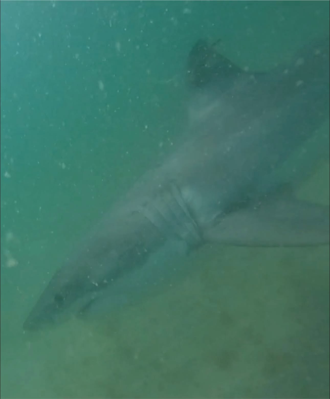 The Great White She Met Twice: One Shark From South Carolina to Cape Cod