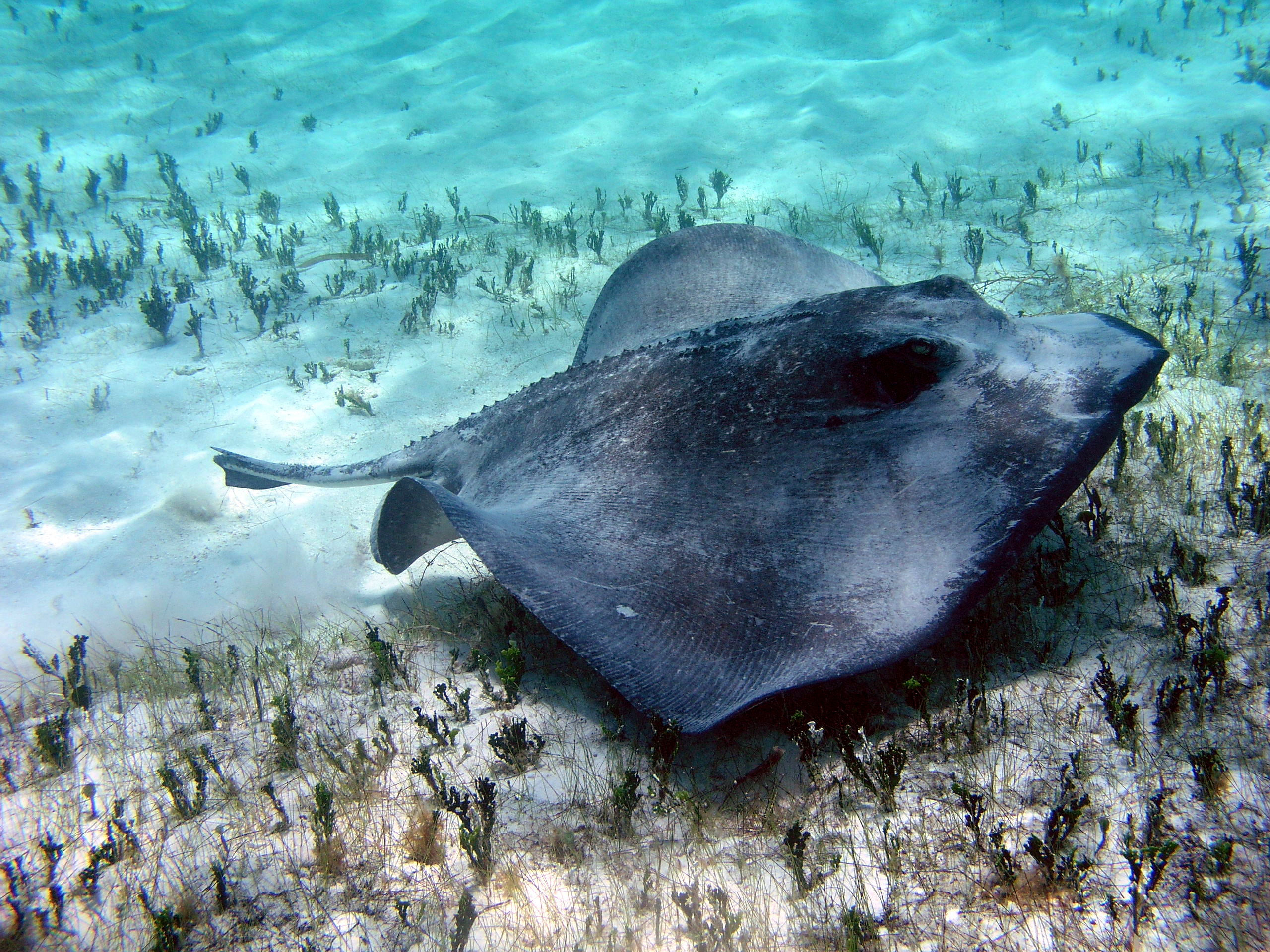 On the Menu: Gulf Sharks Have a Taste for Stingrays