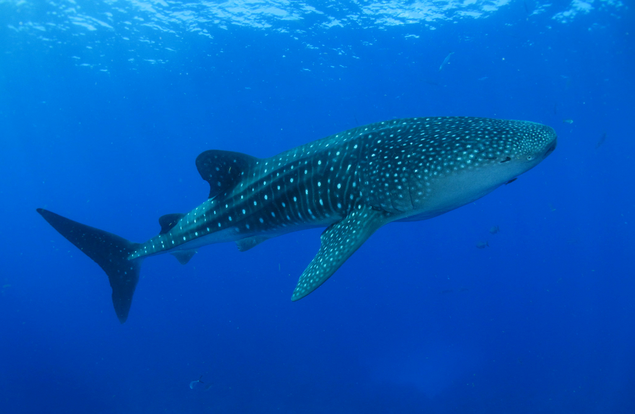 Looking Back: Whale Shark Ship Strike Study Raises Questions for the Gulf