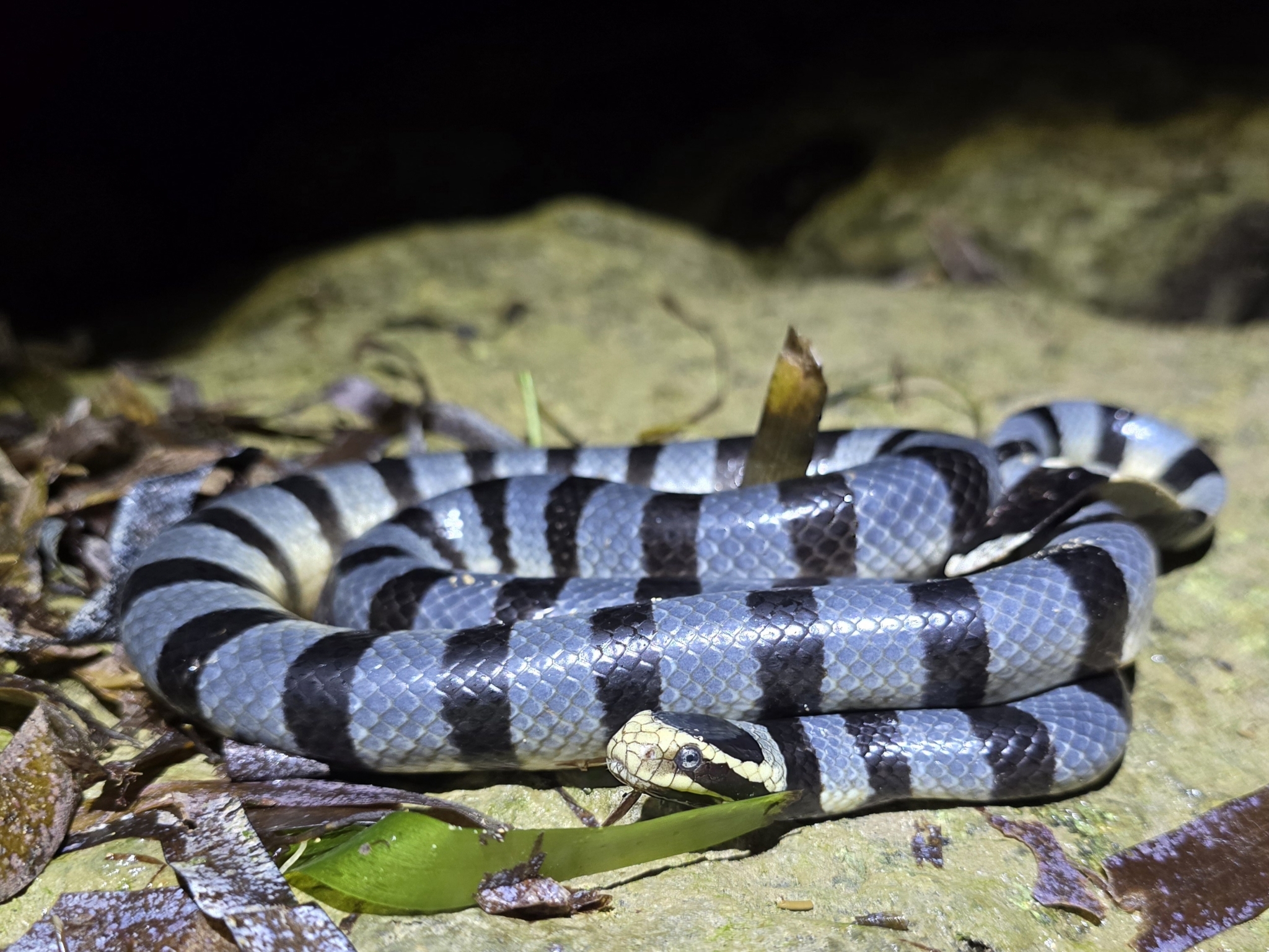Strange Gulf Encounters: Investigating the Sea Snake Reports